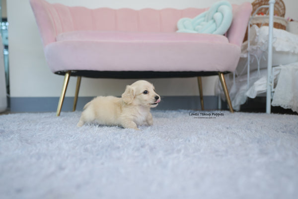 Teacup Dachshund Female [Ariel] - Lowell Teacup Puppies inc