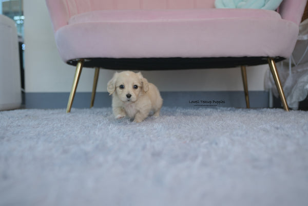 Teacup Dachshund Female [Ariel] - Lowell Teacup Puppies inc