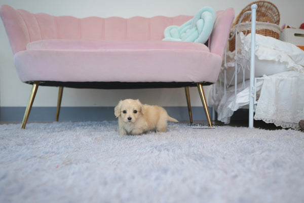 Teacup Dachshund Female [Ariel] - Lowell Teacup Puppies inc