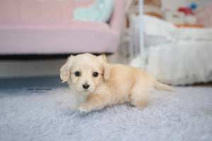 Teacup Dachshund Female [Ariel] - Lowell Teacup Puppies inc