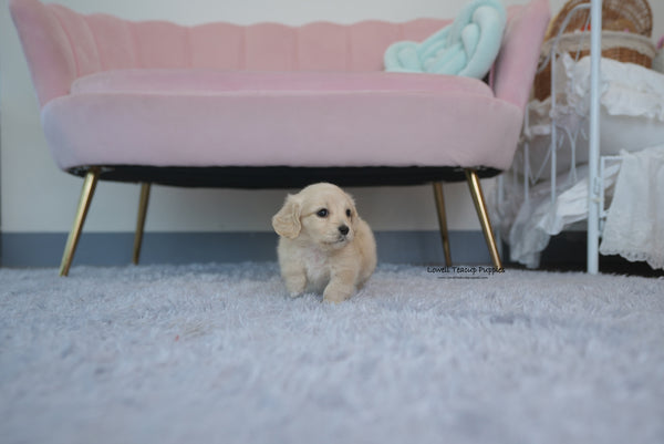 Teacup Dachshund Female [Ariel] - Lowell Teacup Puppies inc