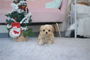 Teacup Maltipoo Male [Maple] - Lowell Teacup Puppies inc
