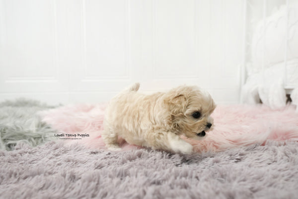 Teacup Maltipoo Male [Andy] - Lowell Teacup Puppies inc