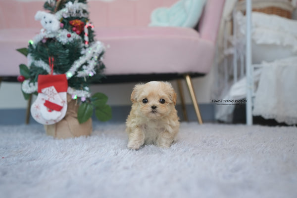 Teacup Maltipoo Male [Maple] - Lowell Teacup Puppies inc