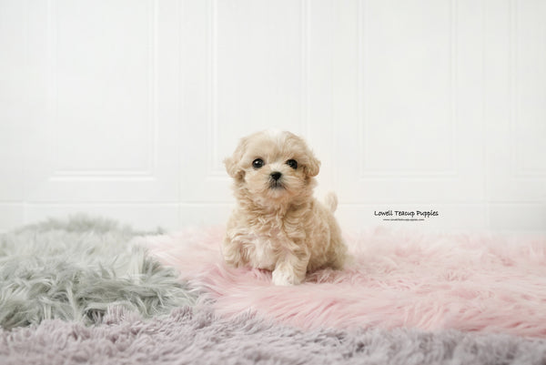 Teacup Maltipoo Male [Andy] - Lowell Teacup Puppies inc