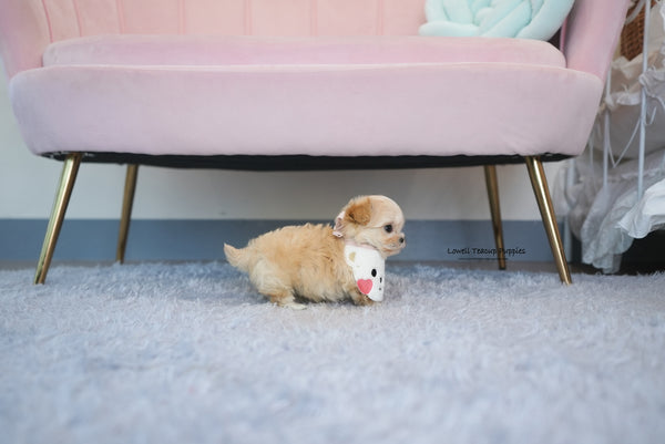 Teacup Maltipoo Male [Maple] - Lowell Teacup Puppies inc