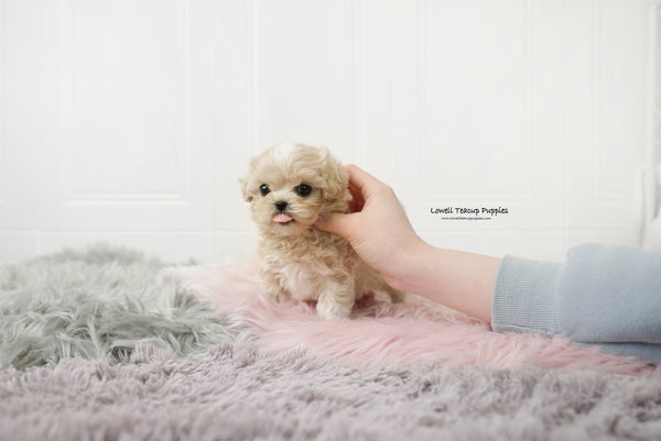 Teacup Maltipoo Male [Andy] - Lowell Teacup Puppies inc