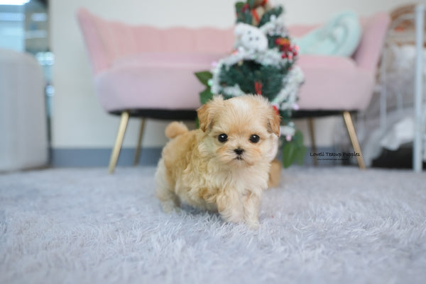 Teacup Maltipoo Male [Maple] - Lowell Teacup Puppies inc