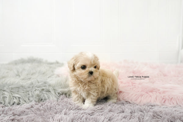 Teacup Maltipoo Male [Andy] - Lowell Teacup Puppies inc