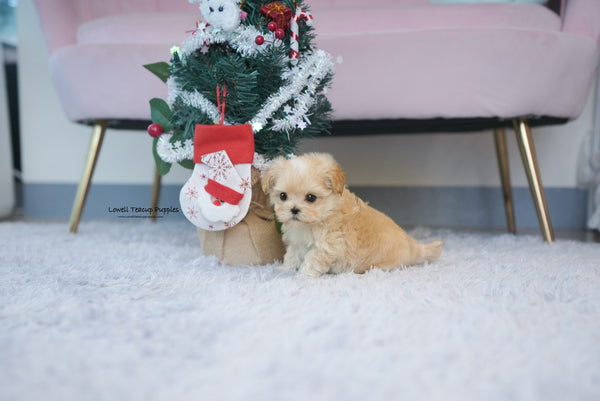 Teacup Maltipoo Male [Maple] - Lowell Teacup Puppies inc