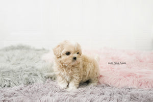 Teacup Maltipoo Male [Andy] - Lowell Teacup Puppies inc