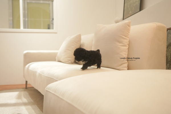 Teacup Poodle Female [Remi] - Lowell Teacup Puppies inc