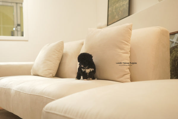Teacup Poodle Female [Remi] - Lowell Teacup Puppies inc