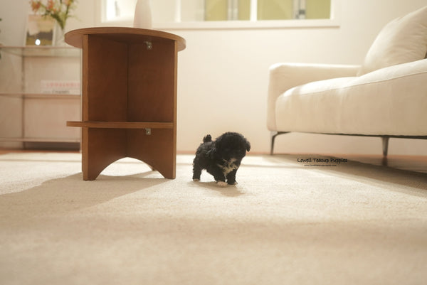Teacup Poodle Female [Remi] - Lowell Teacup Puppies inc