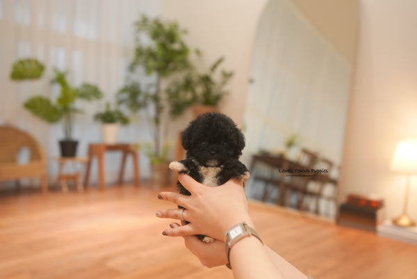 Teacup Poodle Female [Remi] - Lowell Teacup Puppies inc