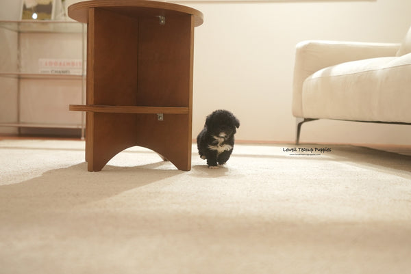 Teacup Poodle Female [Remi] - Lowell Teacup Puppies inc