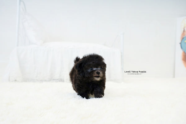 Teacup Poodle Fmale [Dior] - Lowell Teacup Puppies inc