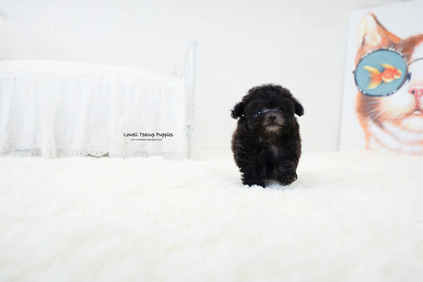 Teacup Poodle Fmale [Dior] - Lowell Teacup Puppies inc