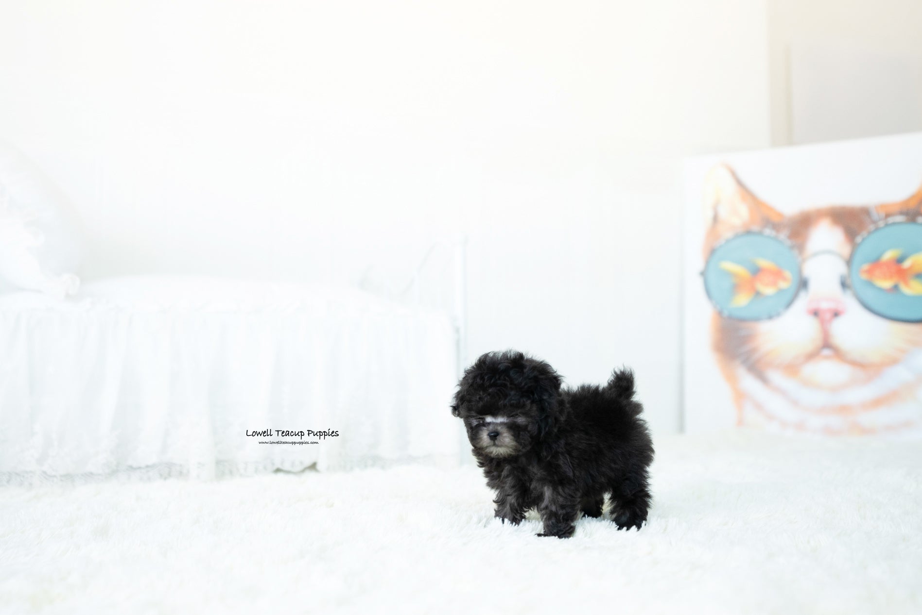 Teacup Poodle Fmale [Dior] - Lowell Teacup Puppies inc