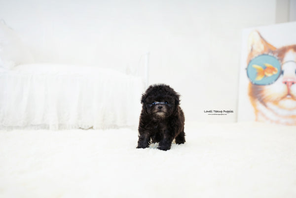 Teacup Poodle Fmale [Dior] - Lowell Teacup Puppies inc