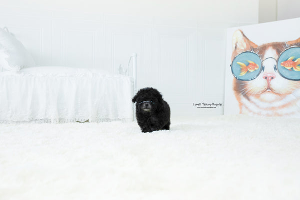 Teacup Poodle Fmale [Dior] - Lowell Teacup Puppies inc