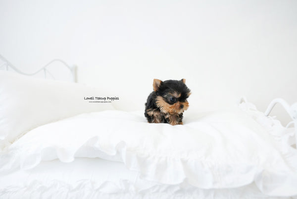 Teacup yorkie Male [Finn] - Lowell Teacup Puppies inc