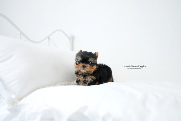 Teacup yorkie Male [Finn] - Lowell Teacup Puppies inc