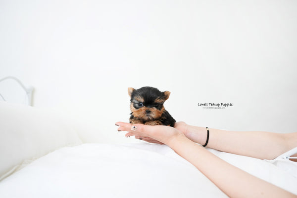 Teacup yorkie Male [Finn] - Lowell Teacup Puppies inc