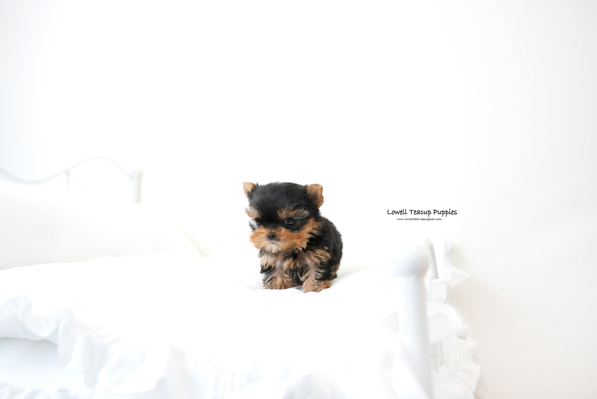 Teacup yorkie Male [Finn] - Lowell Teacup Puppies inc
