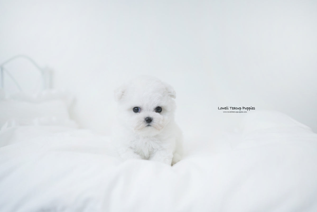 Teacup Bichon frise Male [Oatmeal] Lowell Teacup Puppies inc