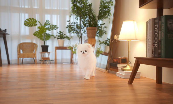 Teacup Pomeranian Male [Oscar] - Lowell Teacup Puppies inc