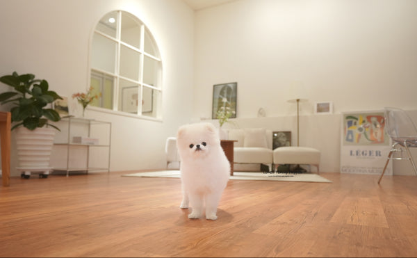 Teacup Pomeranian Male [Oscar] - Lowell Teacup Puppies inc
