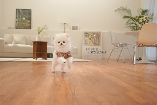 Teacup Pomeranian Male [Oscar] - Lowell Teacup Puppies inc