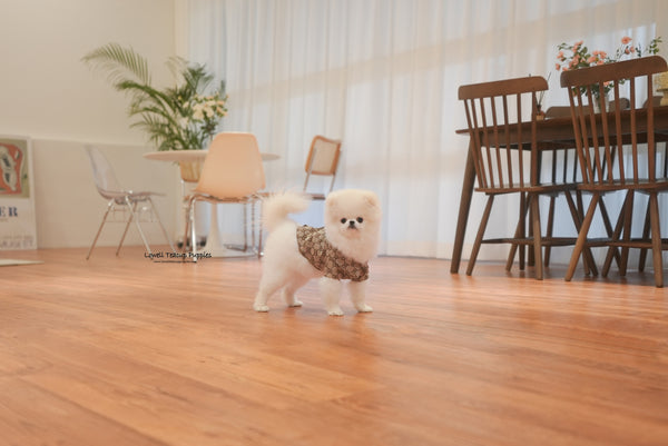 Teacup Pomeranian Male [Oscar] - Lowell Teacup Puppies inc