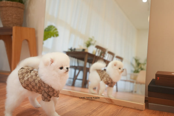 Teacup Pomeranian Male [Oscar] - Lowell Teacup Puppies inc