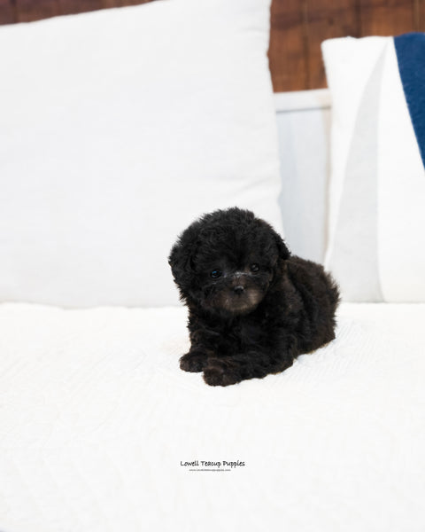 Teacup Poodle Male [Hugh] - Lowell Teacup Puppies inc