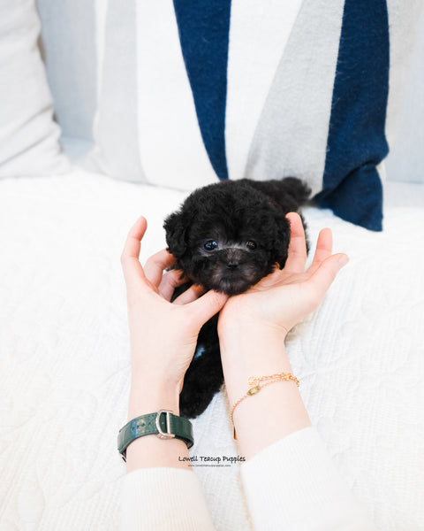 Teacup Poodle Male [Hugh] - Lowell Teacup Puppies inc