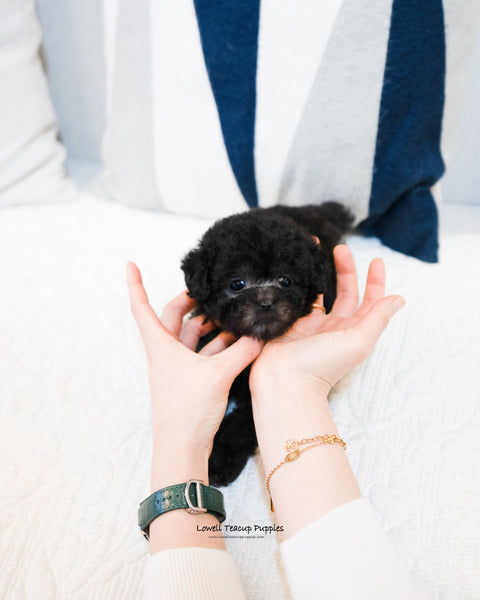 Teacup Poodle Male [Hugh] - Lowell Teacup Puppies inc