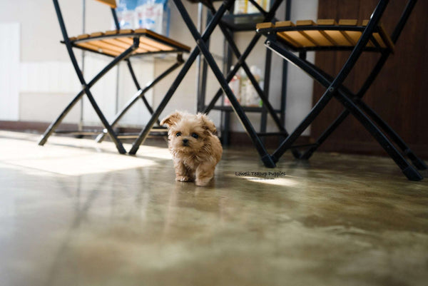 Laura Standridge / Teacup Maltipoo Female [Luna]
