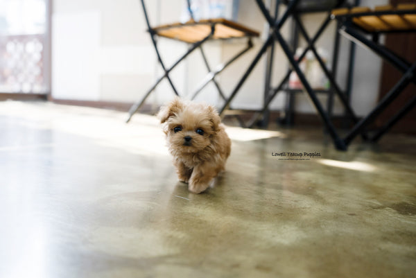 Laura Standridge / Teacup Maltipoo Female [Luna] - Lowell Teacup Puppies inc