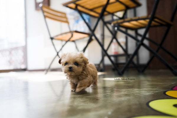 Laura Standridge / Teacup Maltipoo Female [Luna] - Lowell Teacup Puppies inc