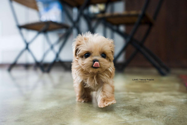 Laura Standridge / Teacup Maltipoo Female [Luna]