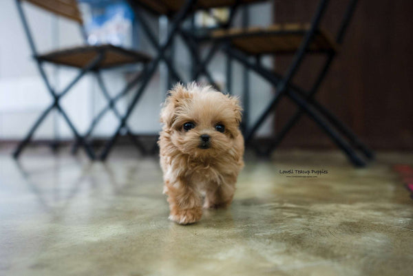 Laura Standridge / Teacup Maltipoo Female [Luna]