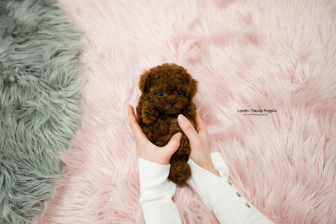 Teacup Poodle Female [Stella] - Lowell Teacup Puppies inc