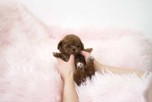Teacup Poodle Female [Lizzy] - Lowell Teacup Puppies inc