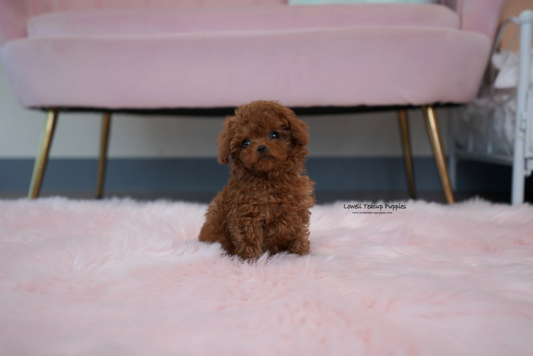 Somto  / Teacup Poodle Female [Jane] - Lowell Teacup Puppies inc