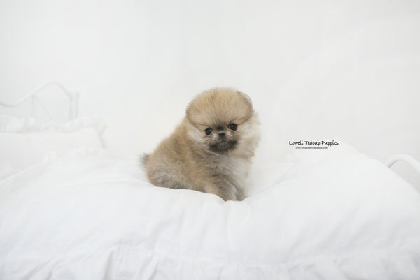 Teacup Pomeranian Female [Sally] - Lowell Teacup Puppies inc