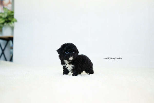 Teacup Poodle Female [Becca] - Lowell Teacup Puppies inc