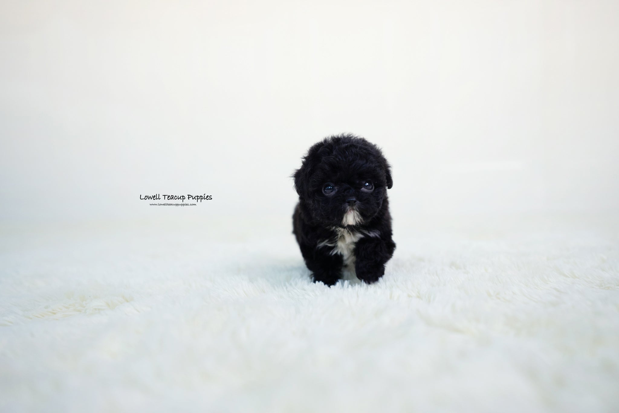 Teacup Poodle Female [Becca] - Lowell Teacup Puppies inc