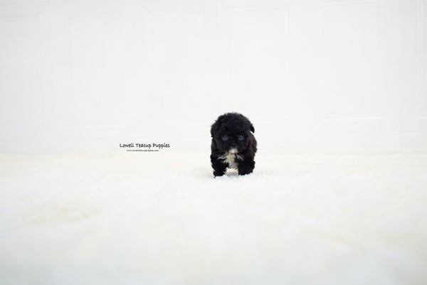 Teacup Poodle Female [Becca] - Lowell Teacup Puppies inc
